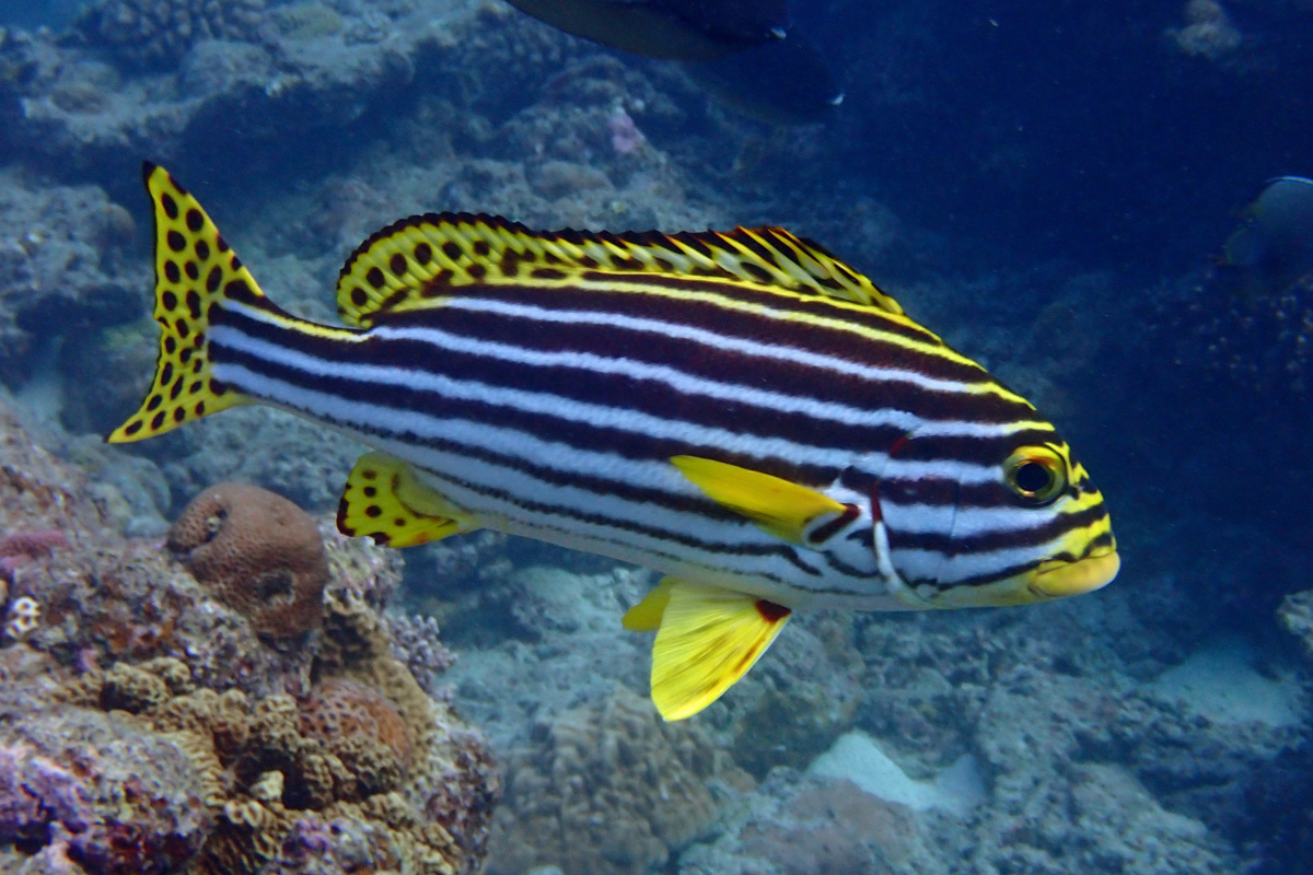 Oriental Sweetlips ムスジコショウダイ