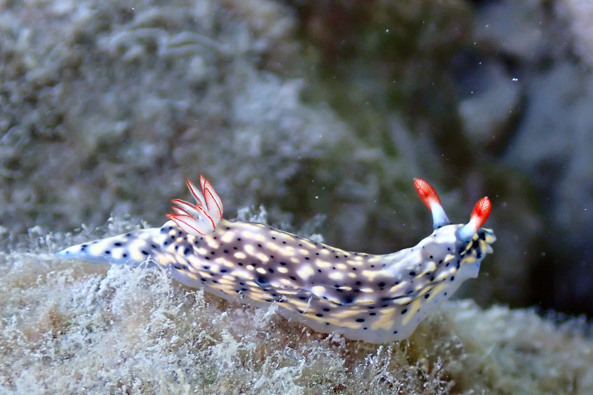 Painted Nudibranch – シモフリイロウミウシ