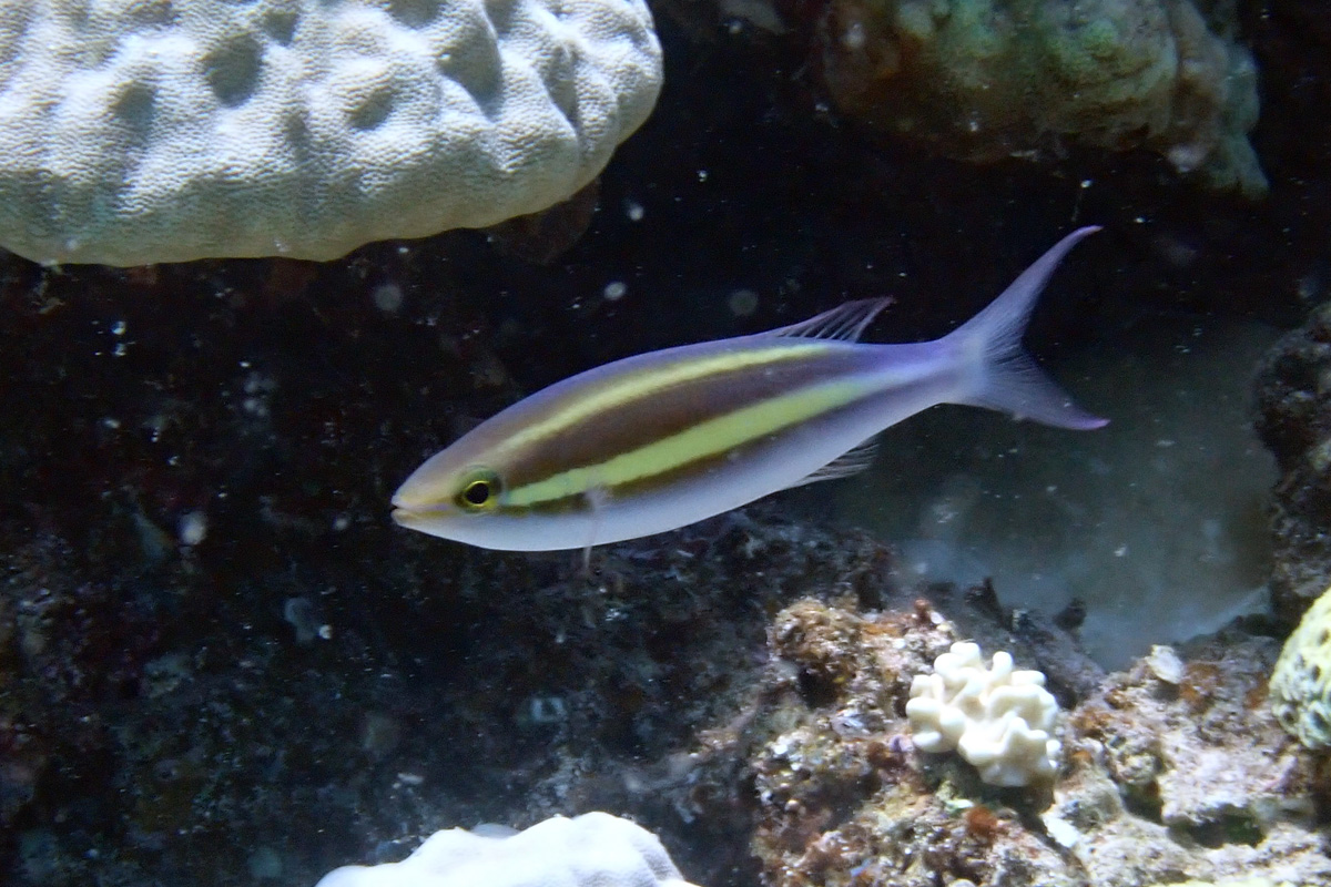Smalltooth Whiptail – キツネウオ