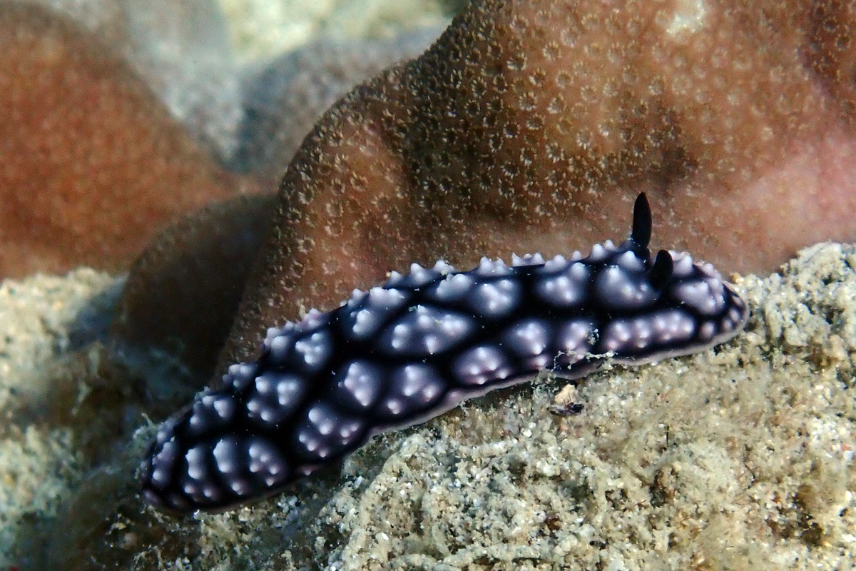 Pustulose Nudibranch – コイボウミウシ