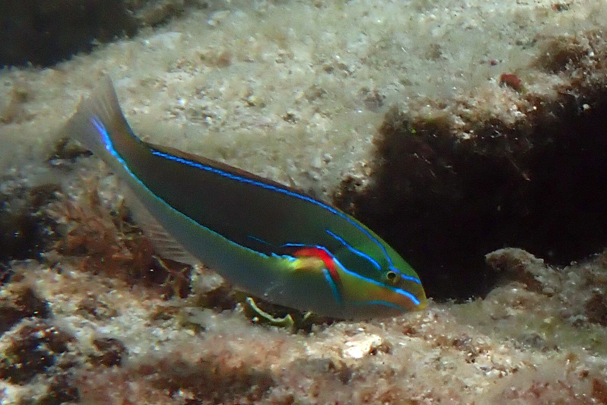 Redshoulder Wrasse – アカオビベラ