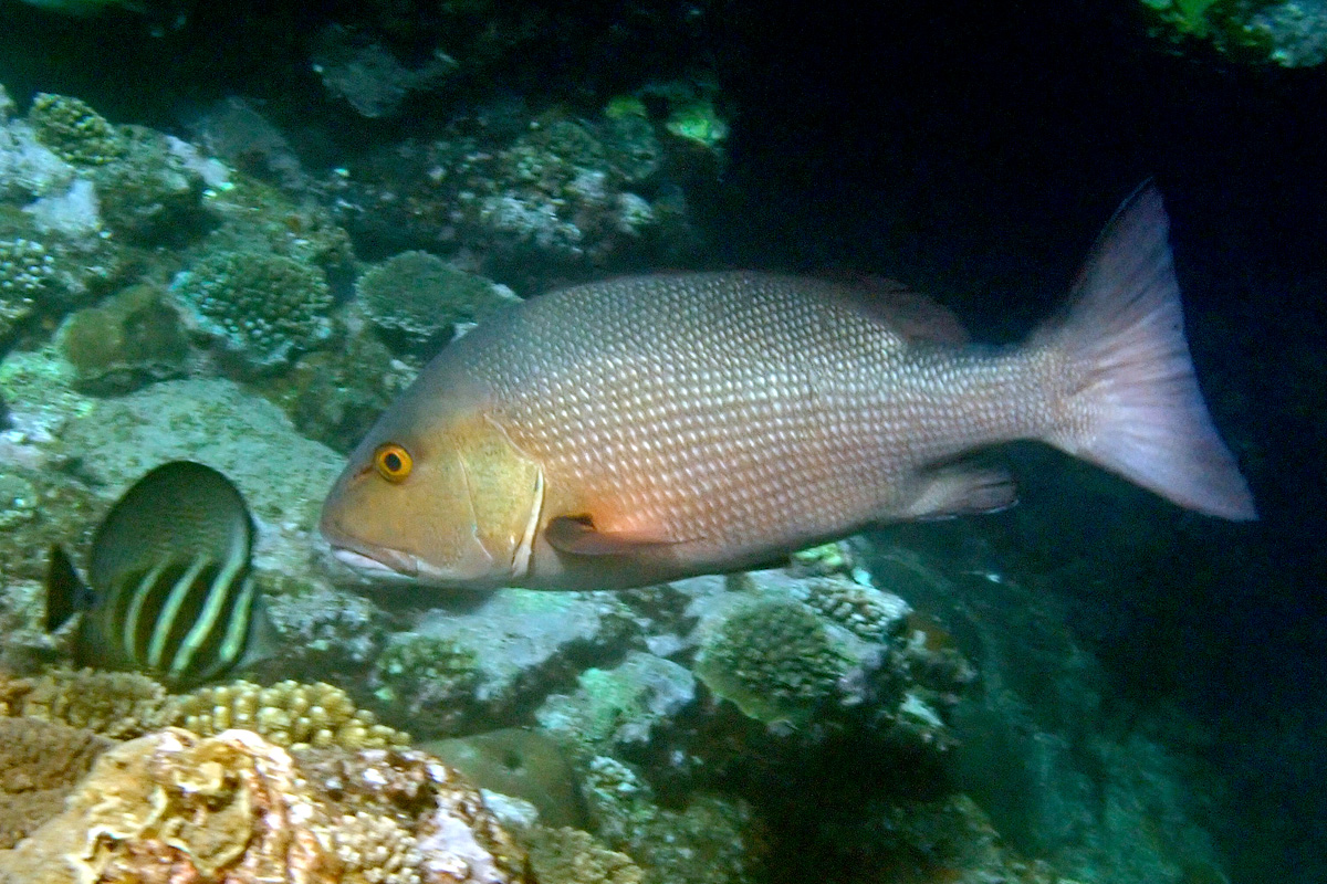 Red Snapper バラフエダイ