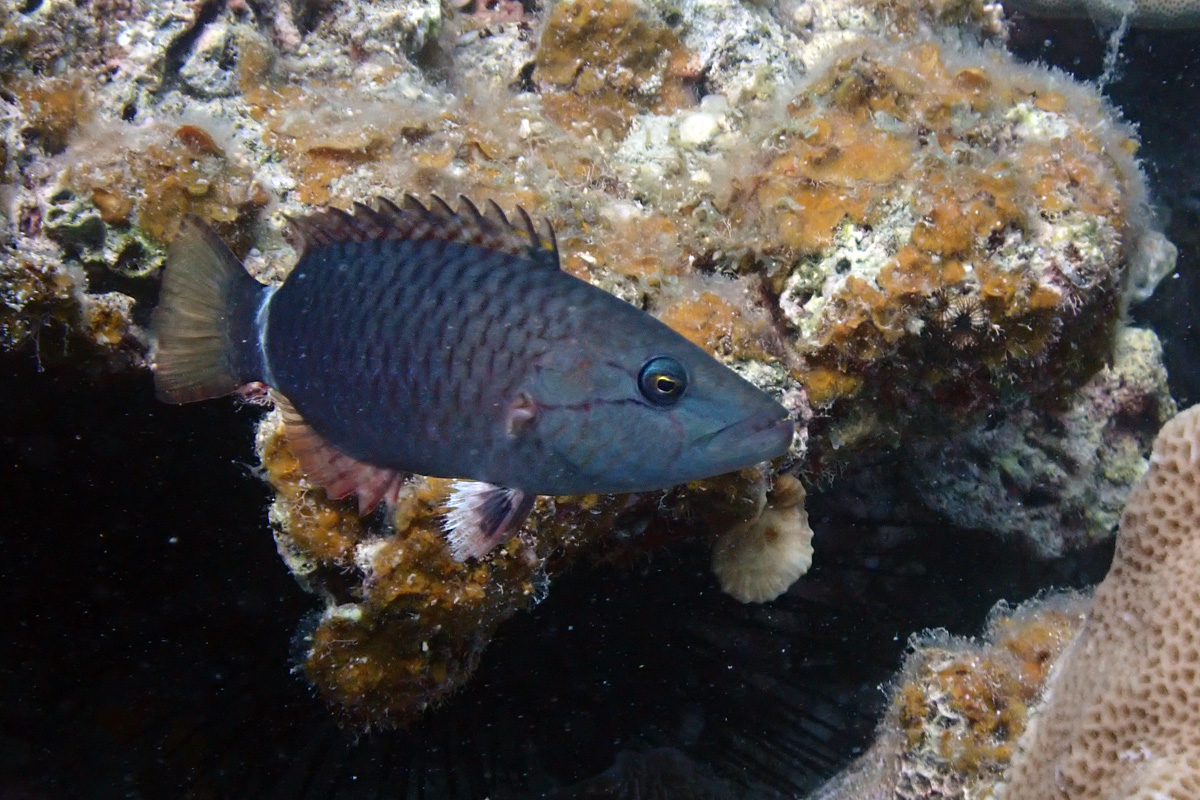 Ringtail Wrasse – ヒトスジモチノウオ