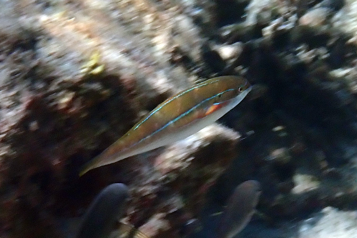 Silverstreak Wrasse – ハラスジベラ