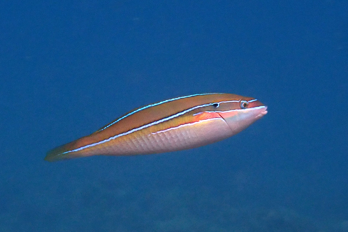 Silverstreak Wrasse – ハラスジベラ