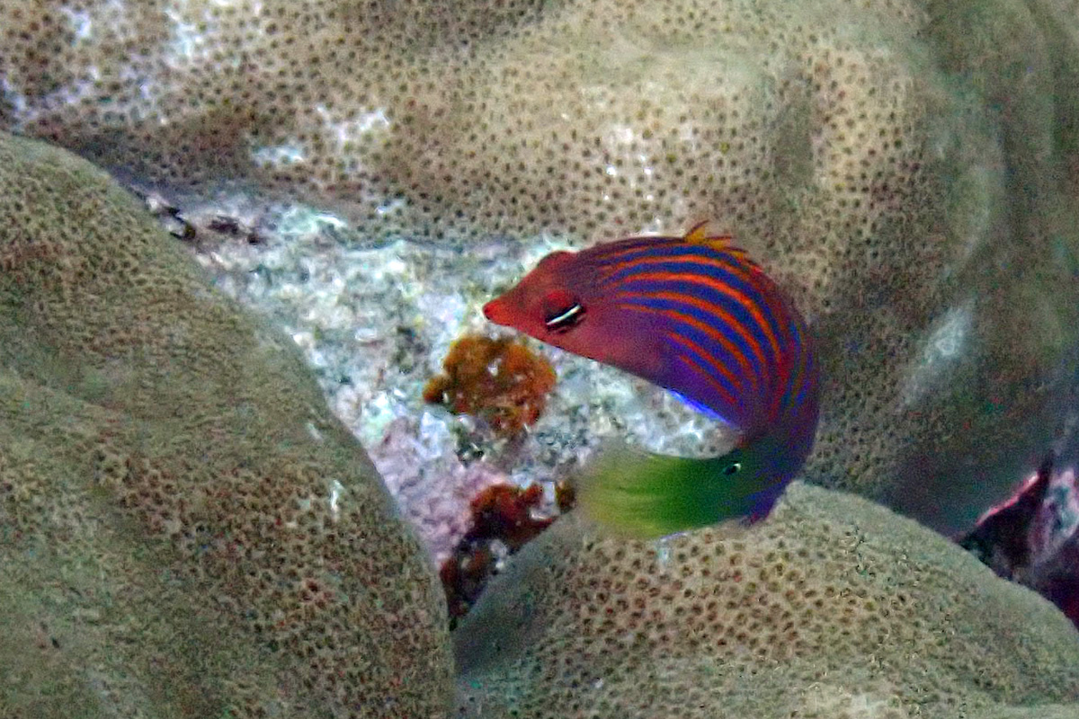 Sixline Wrasse ニセモチノウオ