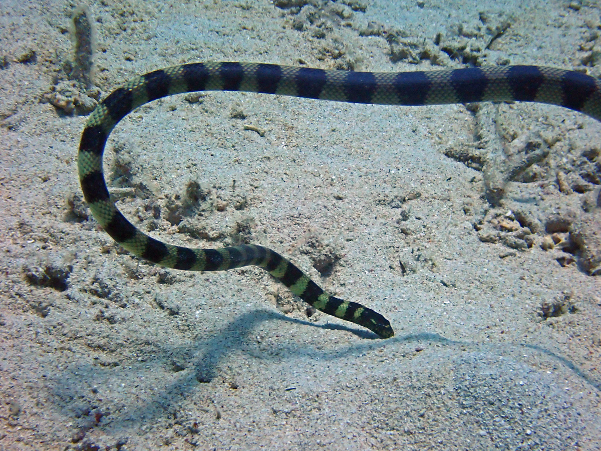 Slender-necked Sea Snake クロガシラウミヘビ