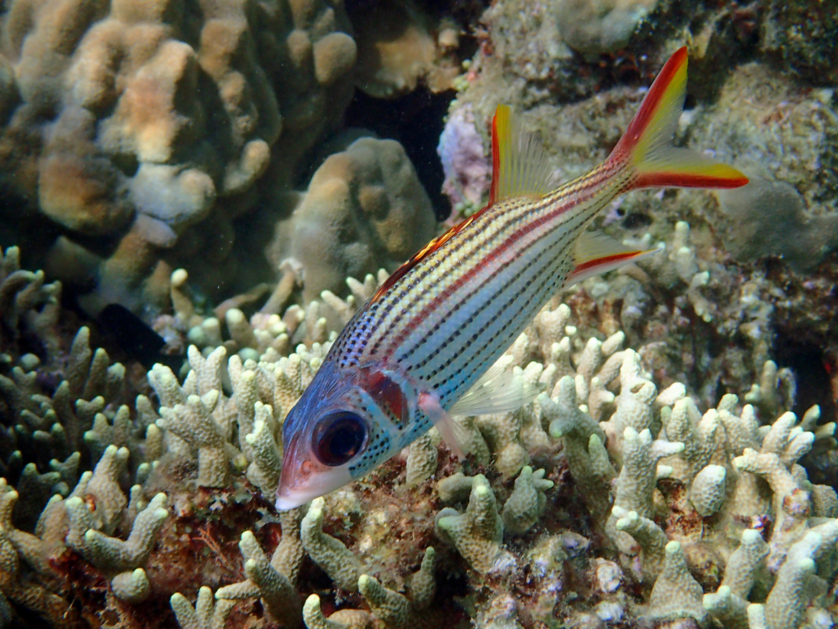 Squirrelfish