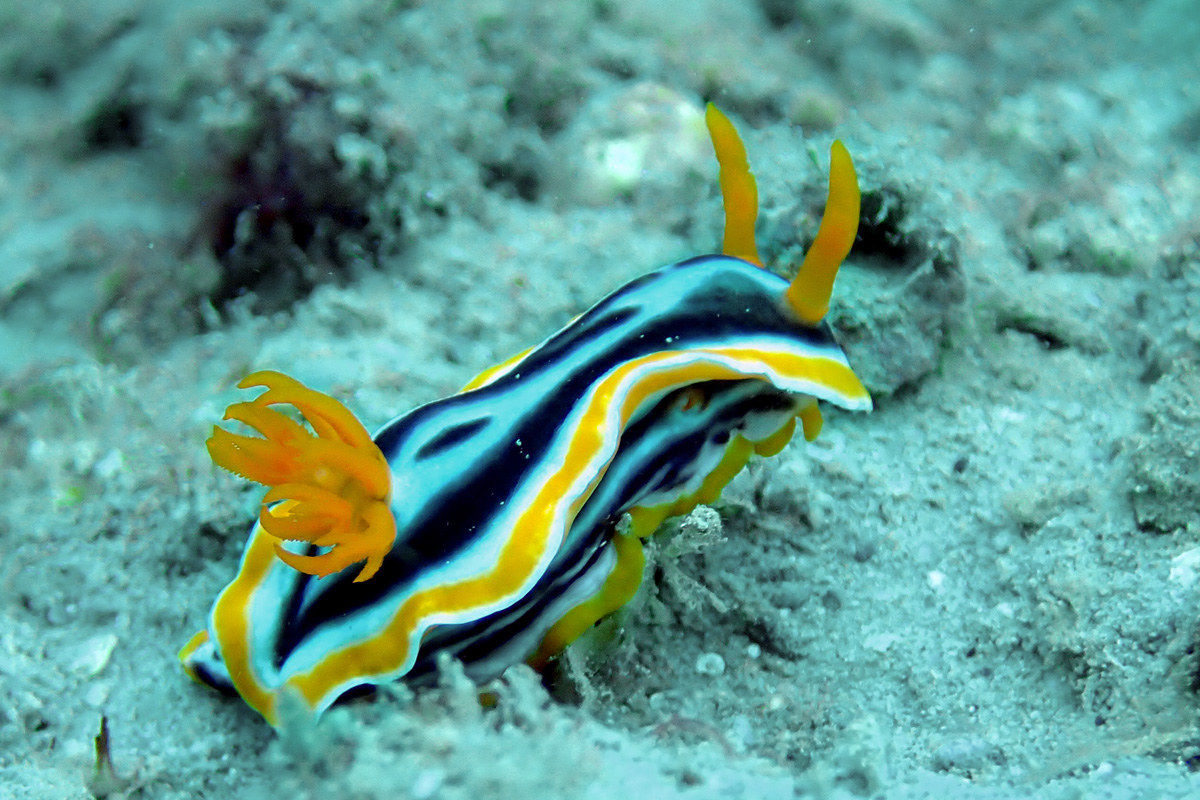 Chromodoris strigata