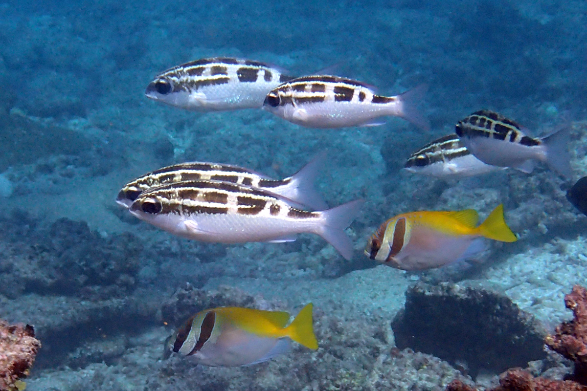Striped Monocle Bream – ヨコシマタマガシラ