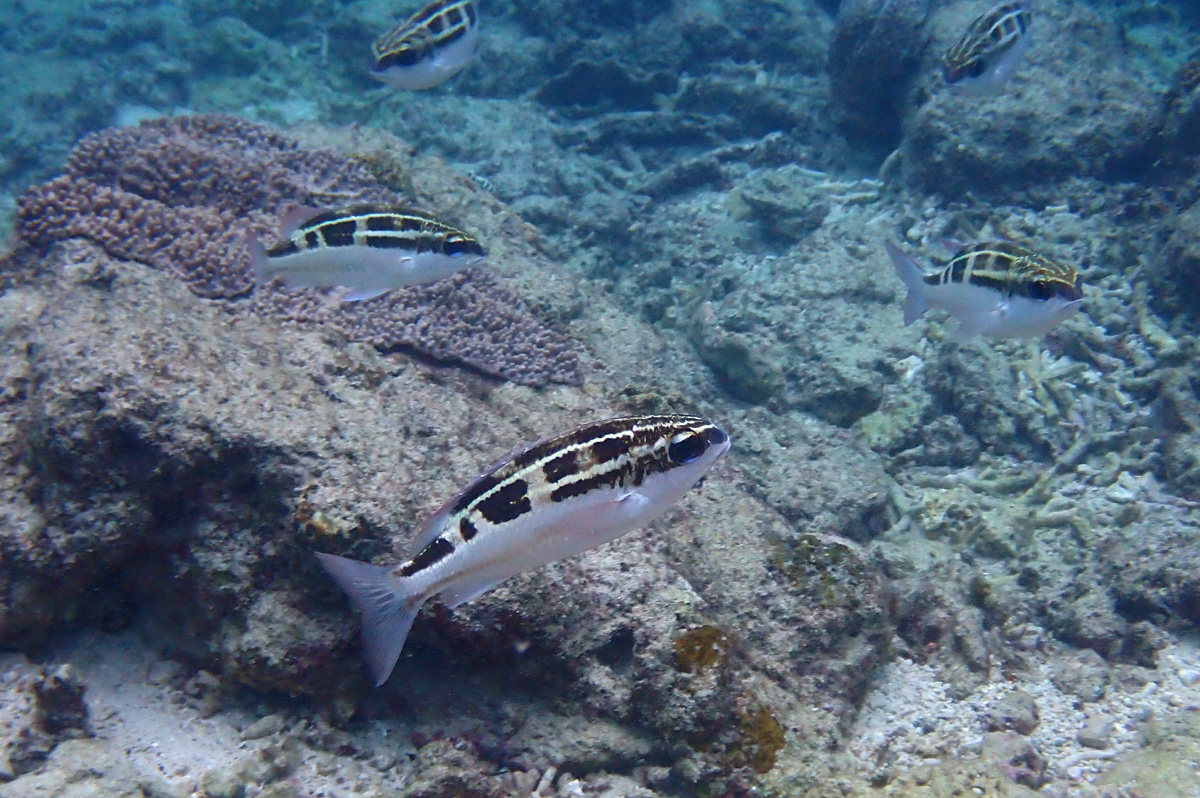 Striped Monocle Bream ヨコシマタマガシラ