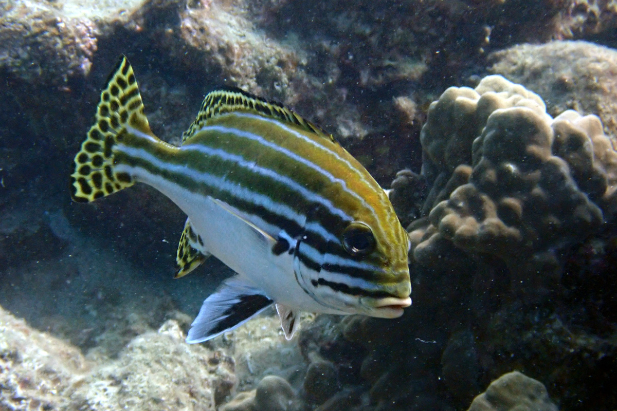 Striped Sweetlips ヒレグロコショウダイ