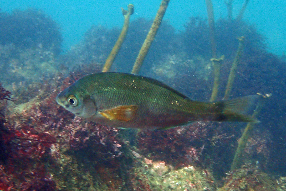 Surfperch ウミタナゴ