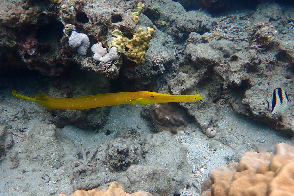 Trumpetfish ヘラヤガラ