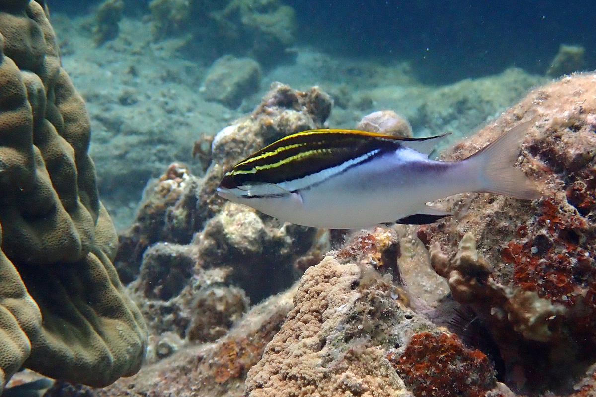 Two-line Monocle Bream フタスジタマガシラ