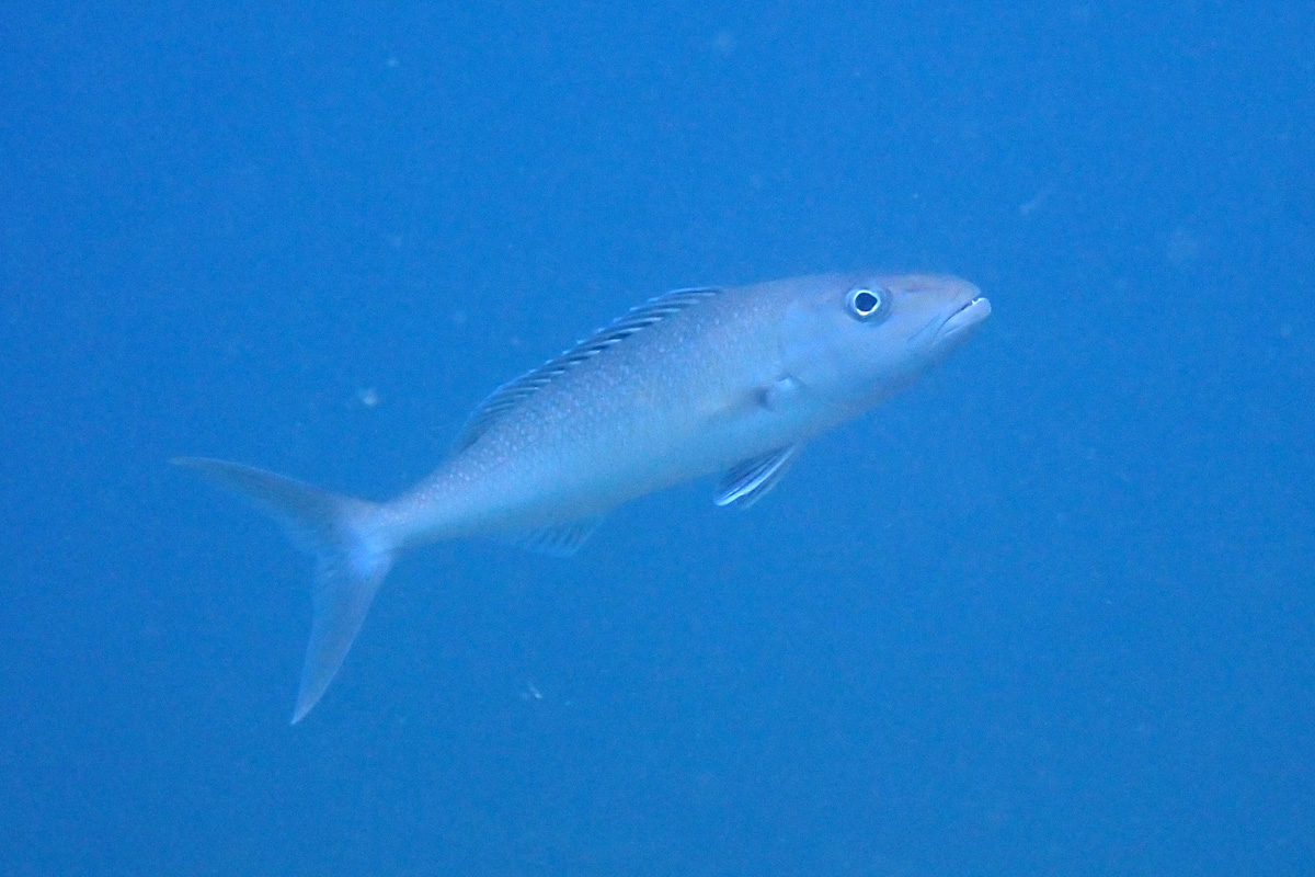 Gray Snapper アオチビキ