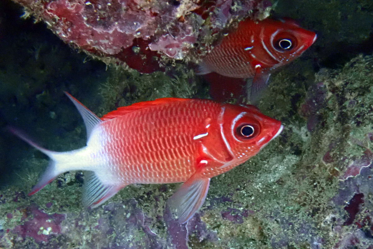 Whitetail Squirrelfish – クラカケエビス