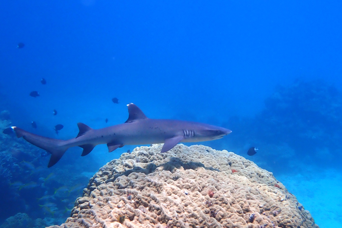 Whitetip Reef Shark ネムリブカ