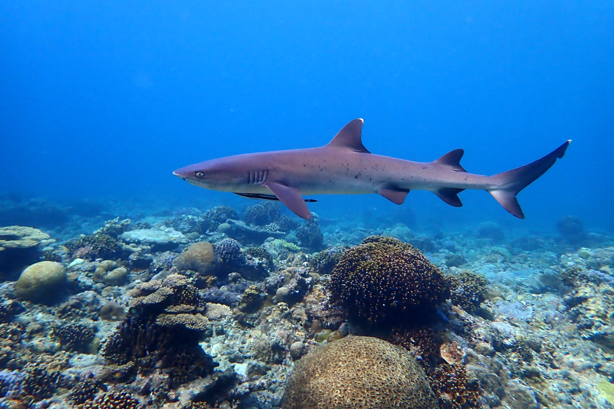 Sharks and Rays