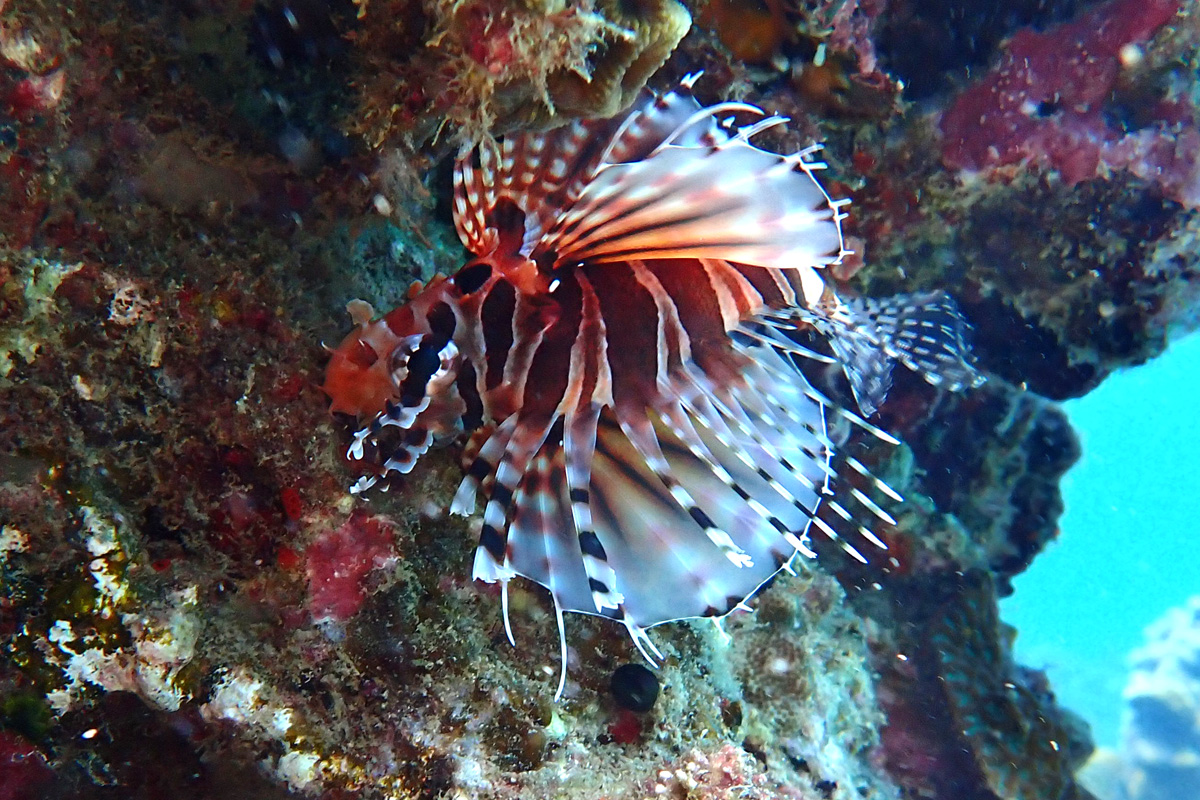 Zebra Lionfish キリンミノ