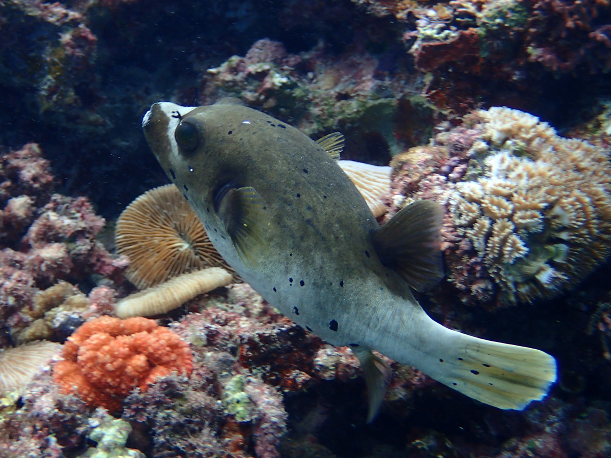 Blackspotted Puffer コクテンフグ