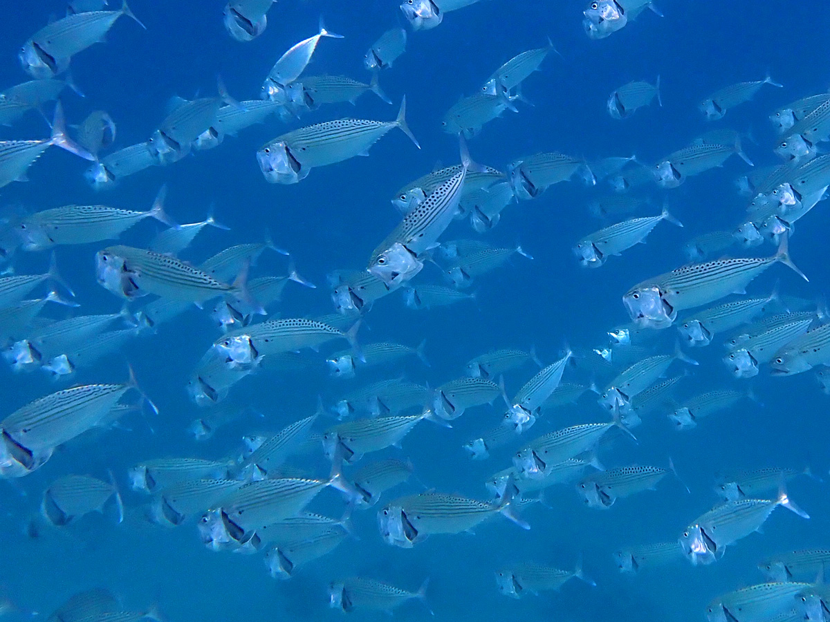 Indian Mackerel グルクマ