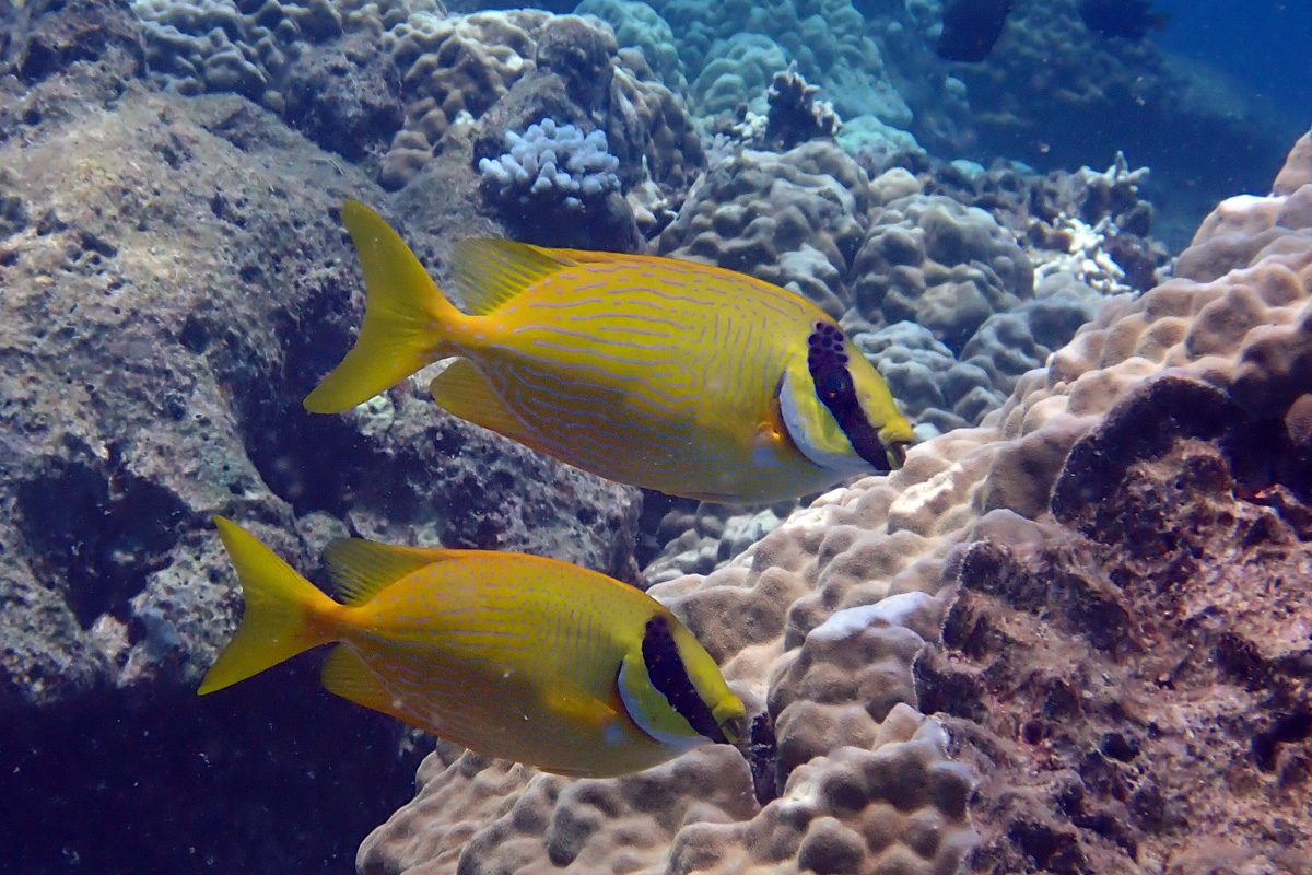 Masked Rabbitfish マジリアイゴ