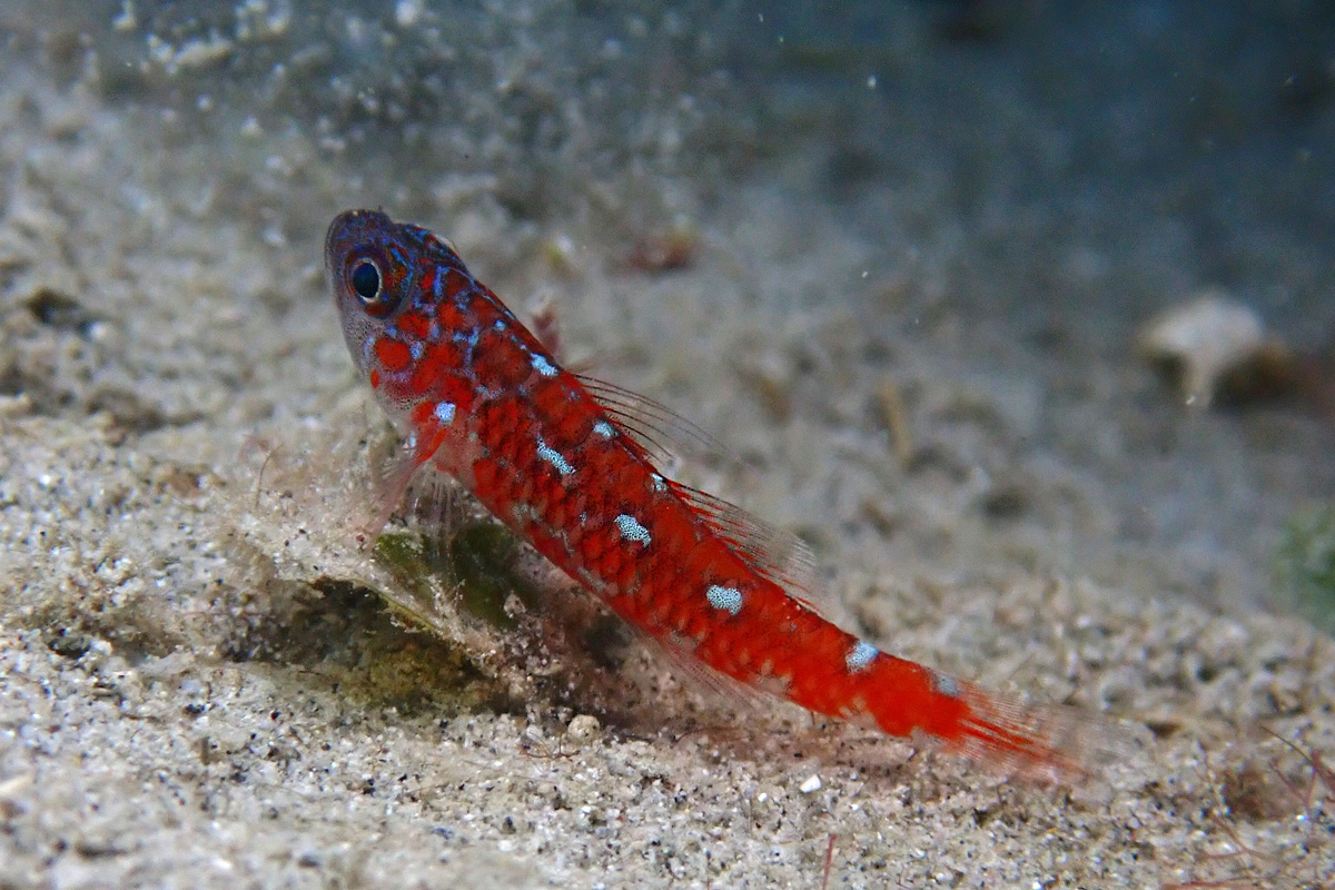 Rubble Dwarfgoby – チゴベニハゼ