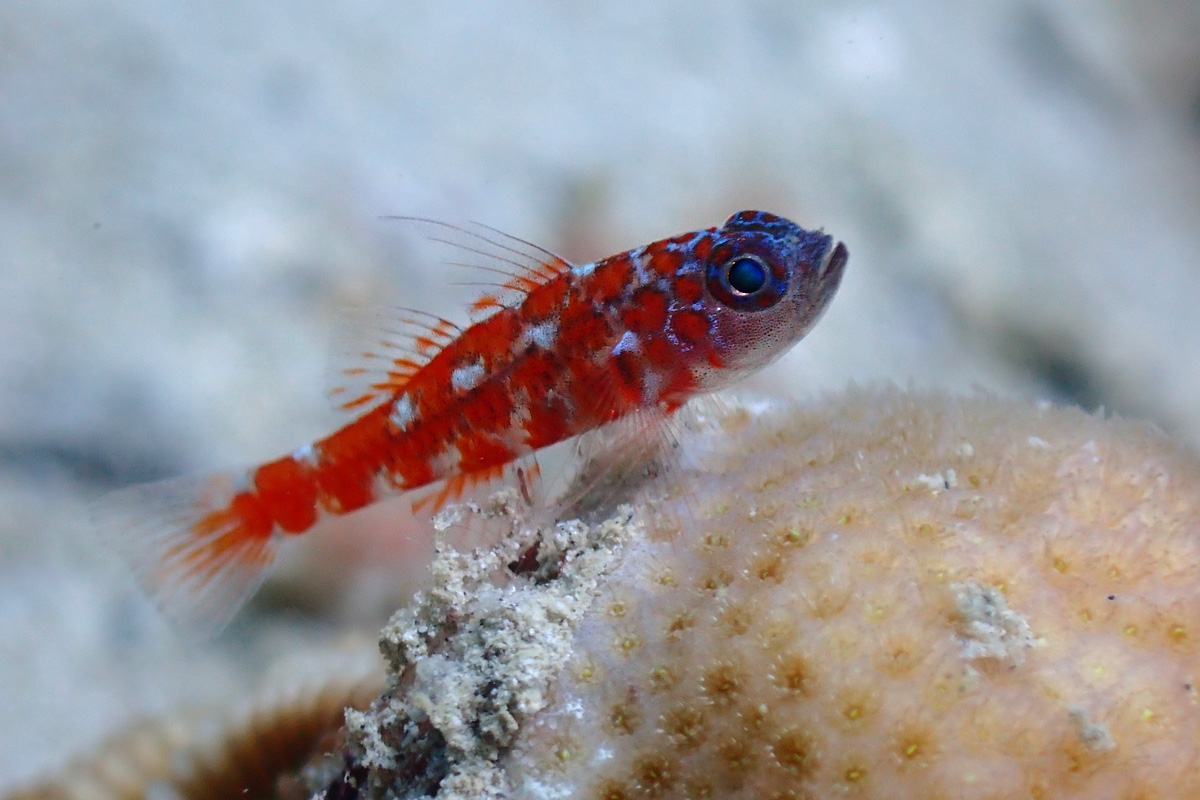 Rubble Dwarfgoby – チゴベニハゼ