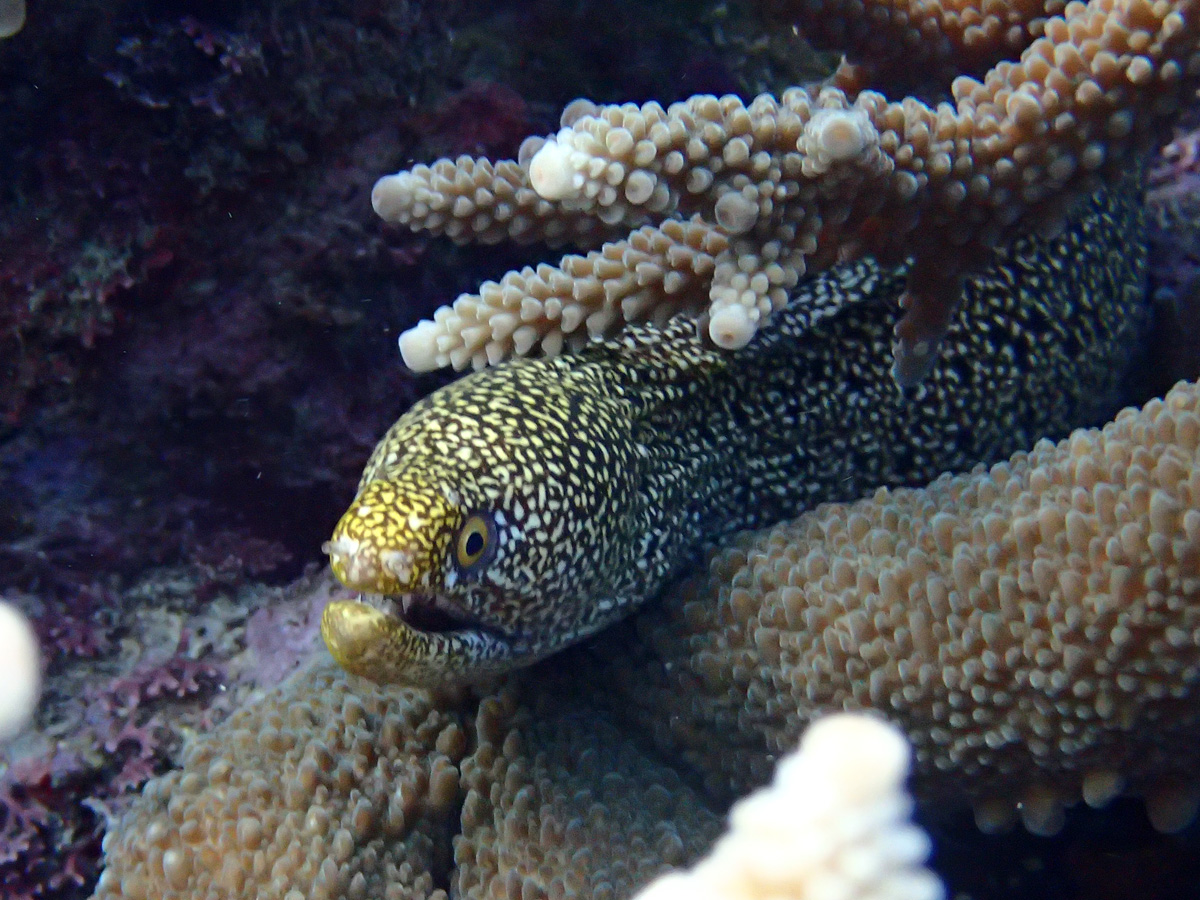 Stout Moray ワカウツボ