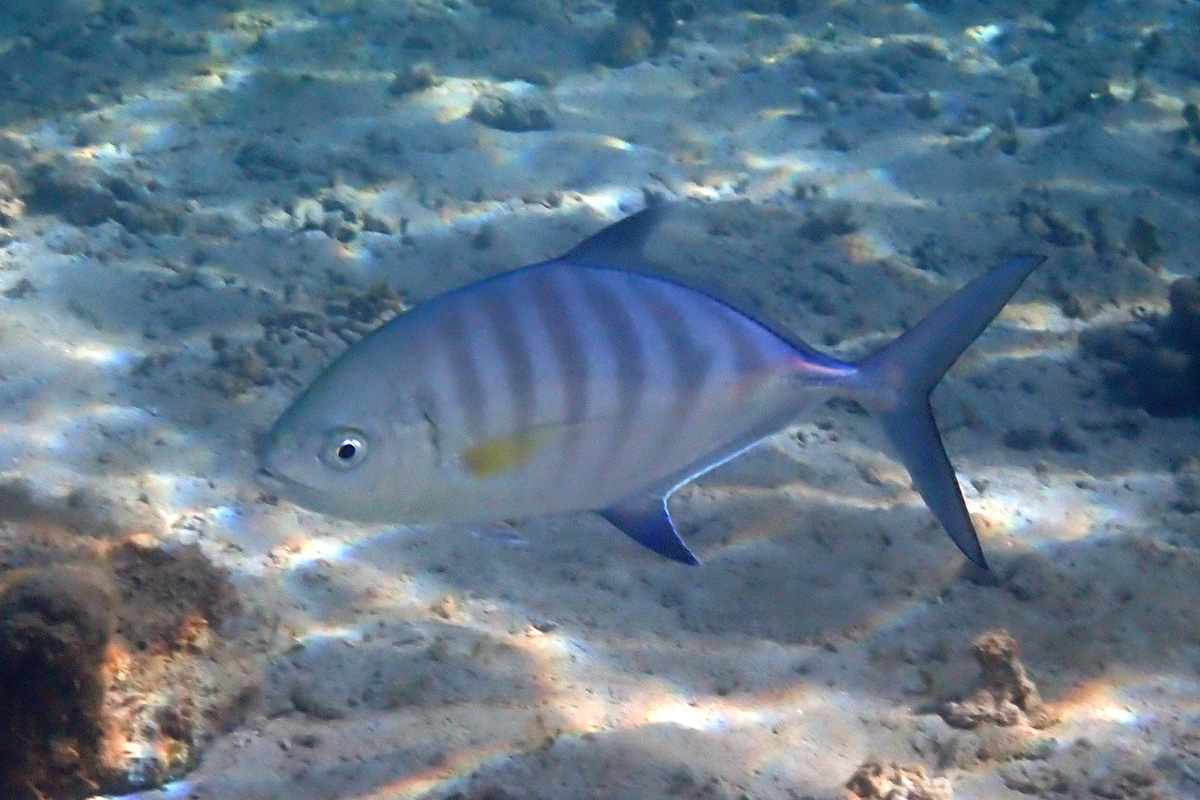 Barred Trevally クロヒラアジ