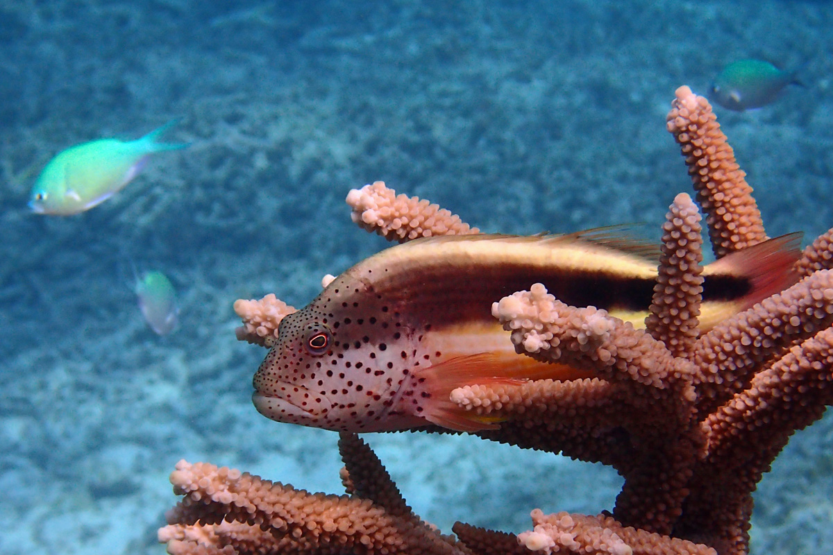 Blackside Hawkfish ホシゴンベ