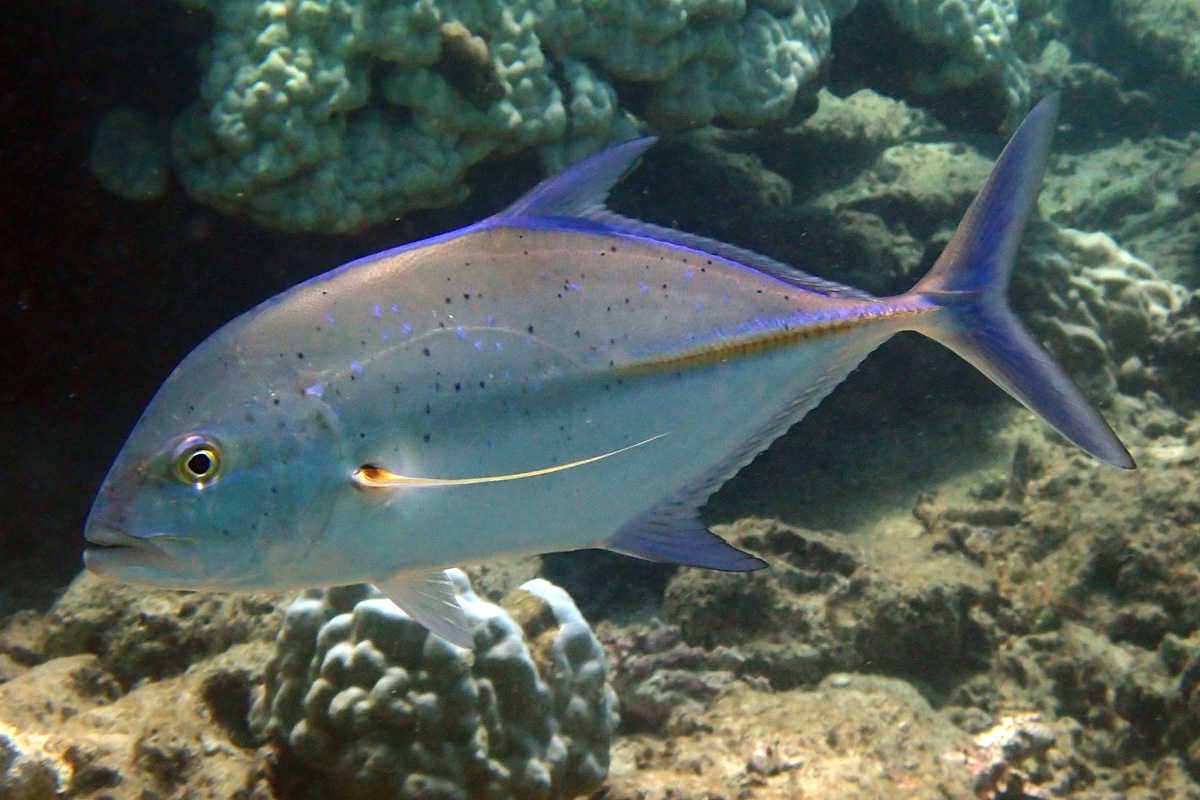 Bluefin Trevally カスミアジ