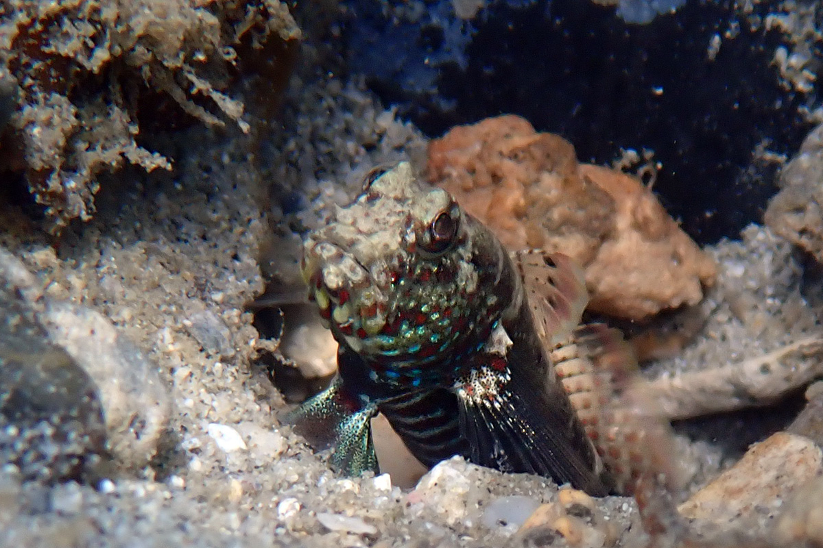 Bluespotted Shrimpgoby – タカノハハゼ