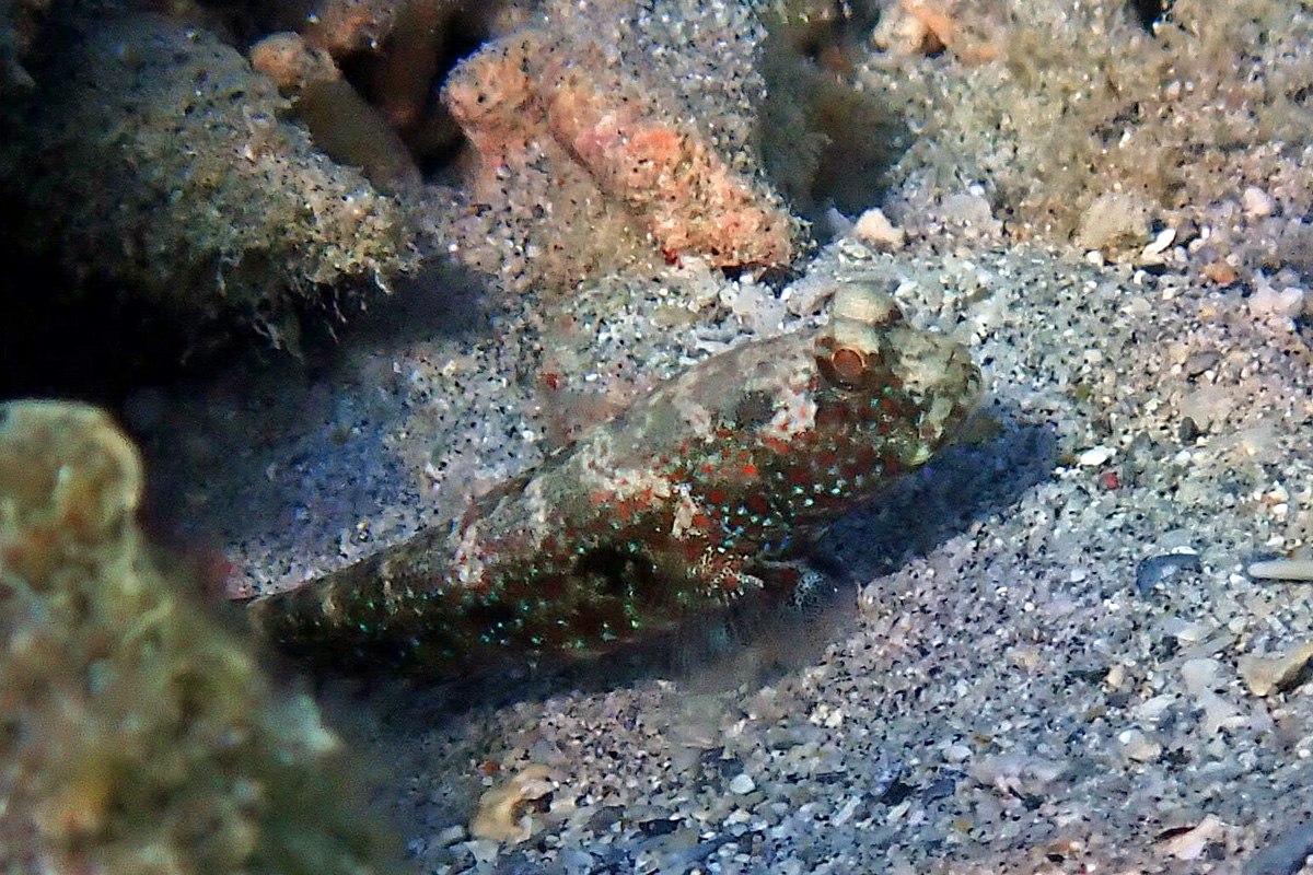 Bluespotted Shrimpgoby タカノハハゼ