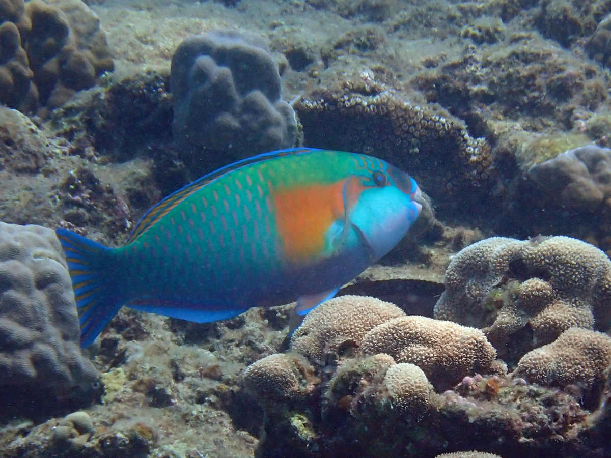 Bower’s Parrotfish オオモンハゲブダイ