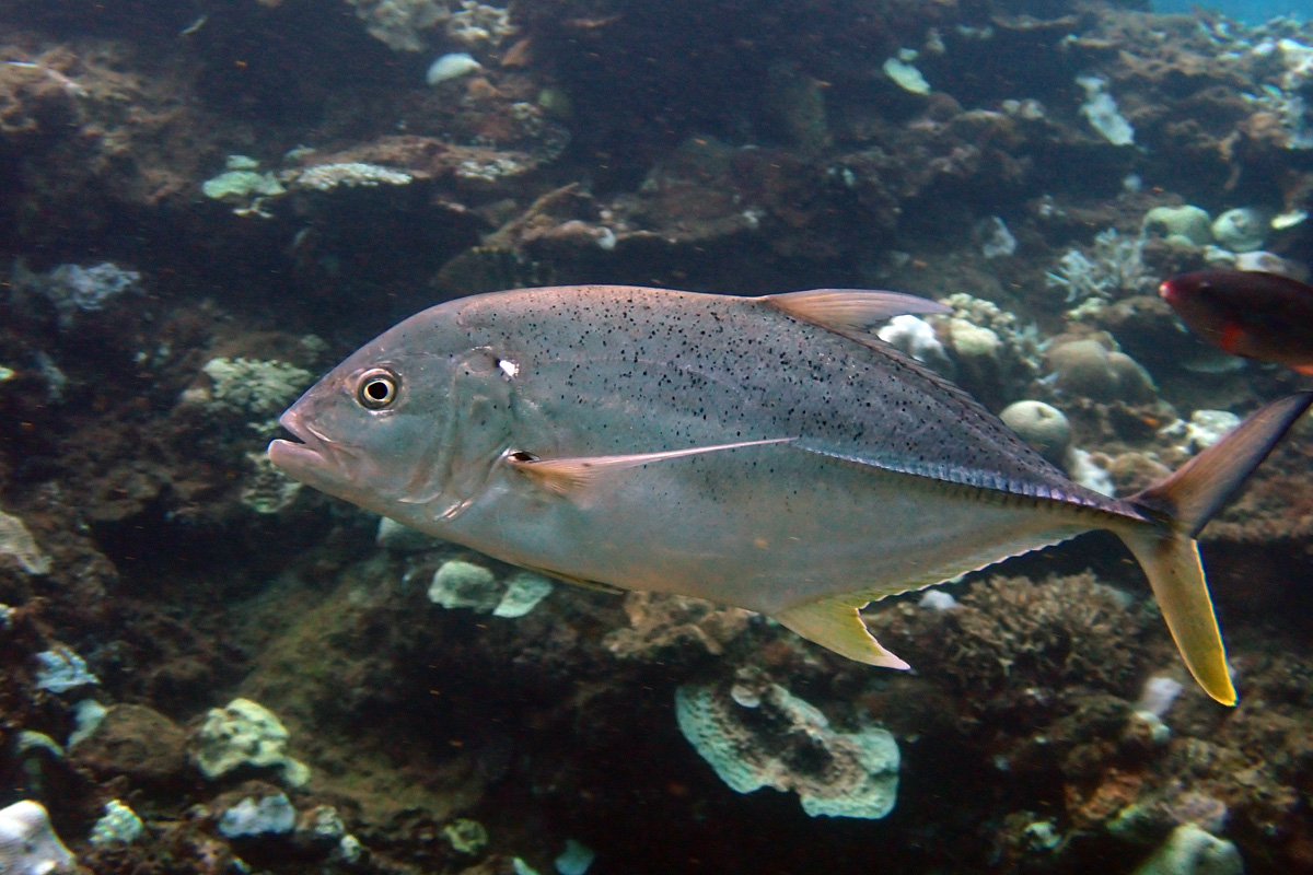 Brassy Trevally オニヒラアジ