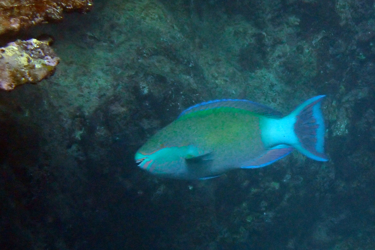 Bridled Parrotfish アミメブダイ