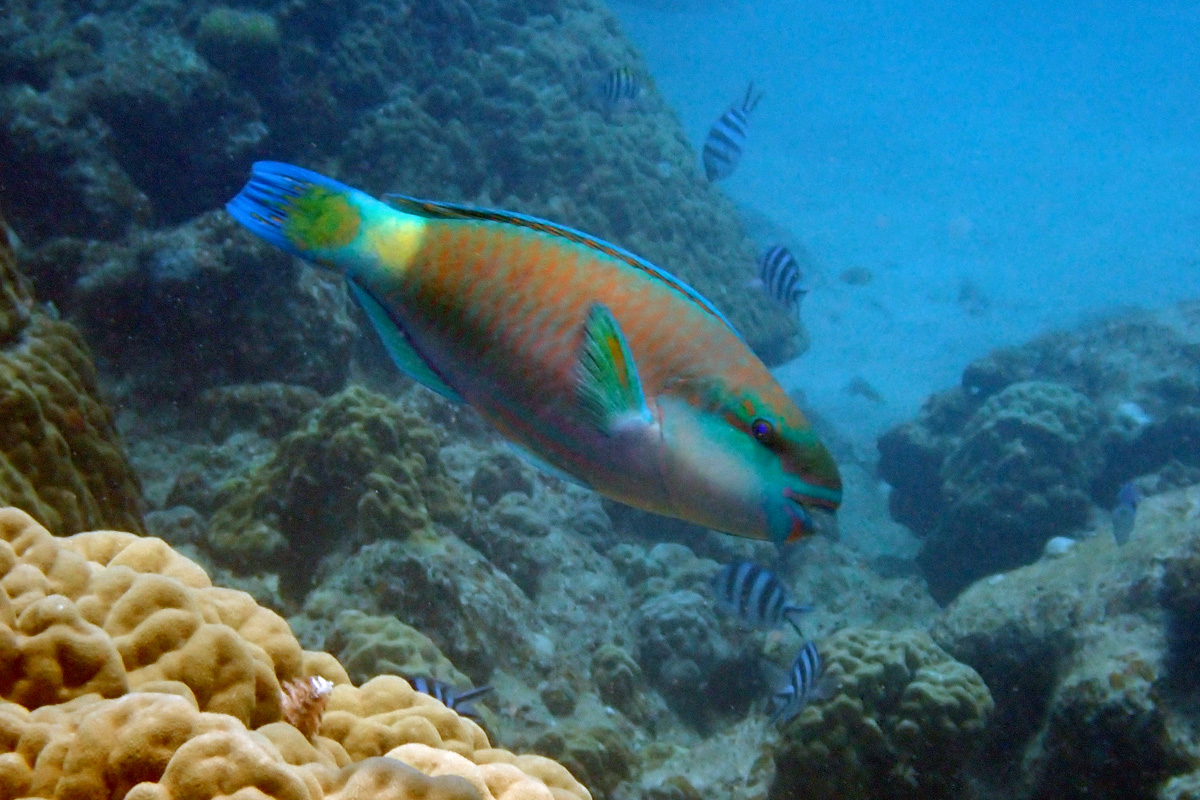 Bullethead Parrotfish – ハゲブダイ