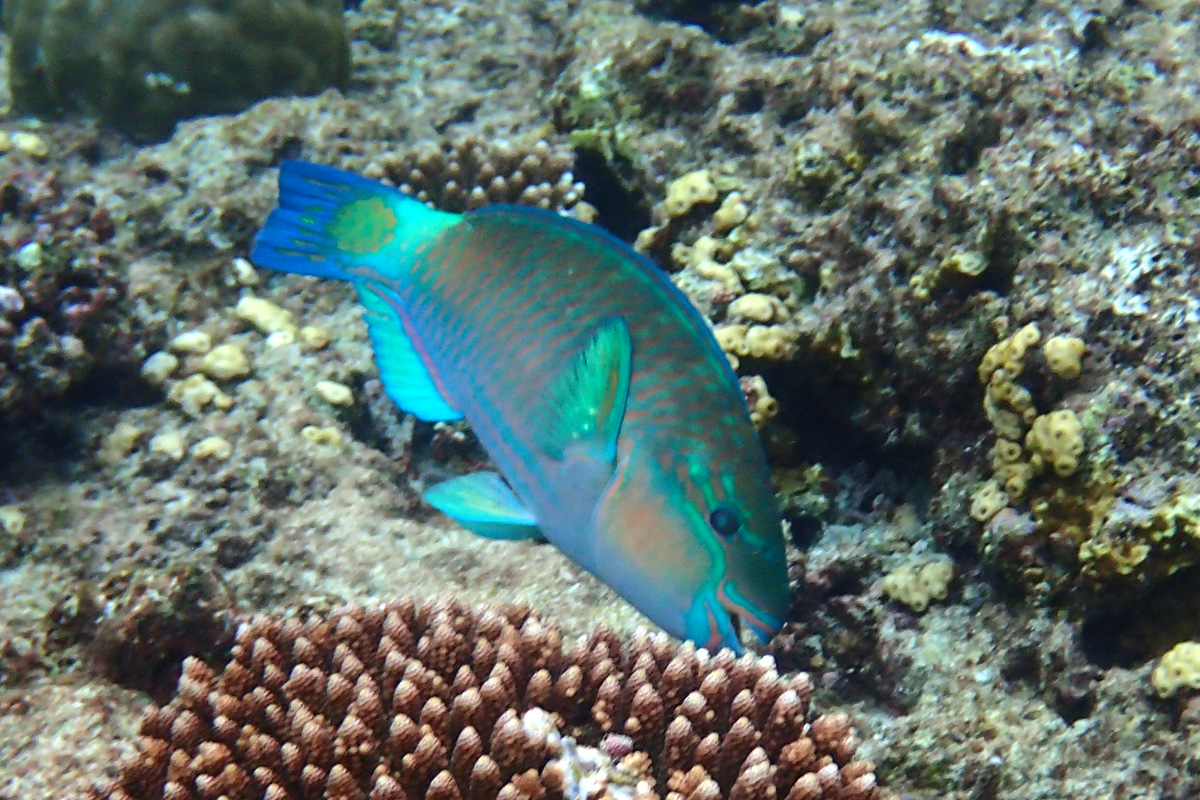 Bullethead Parrotfish ハゲブダイ