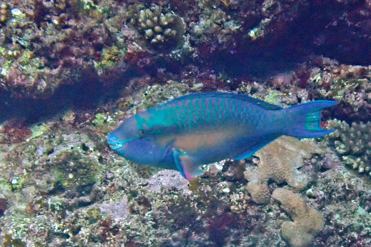 Chameleon Parrotfish カメレオンブダイ