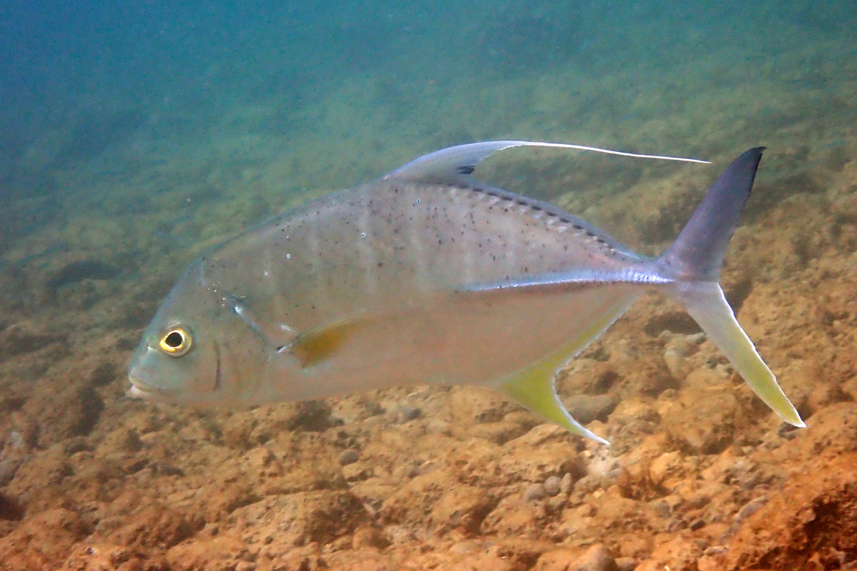 Coach-whip Trevally – テンジクアジ