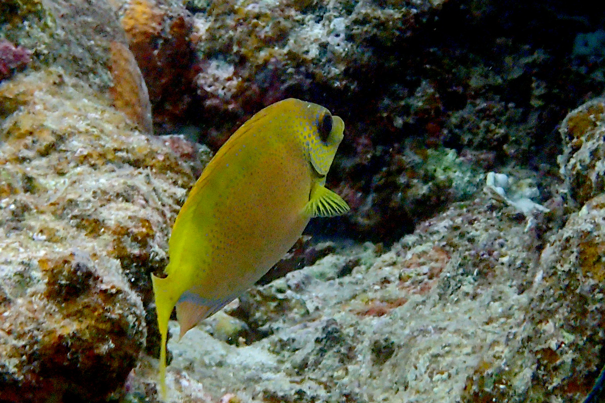 Coral Rabbitfish サンゴアイゴ