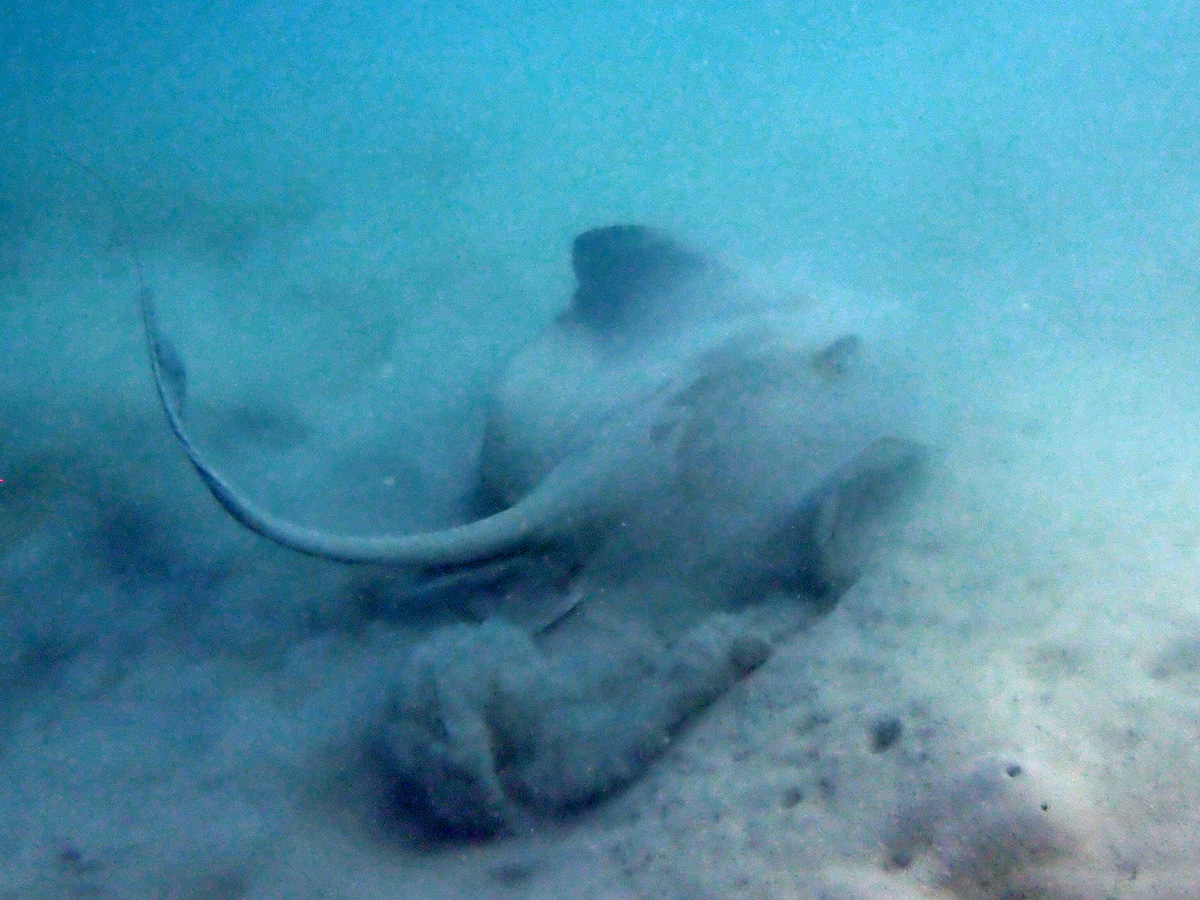 Cowtail Stingray ツカエイ