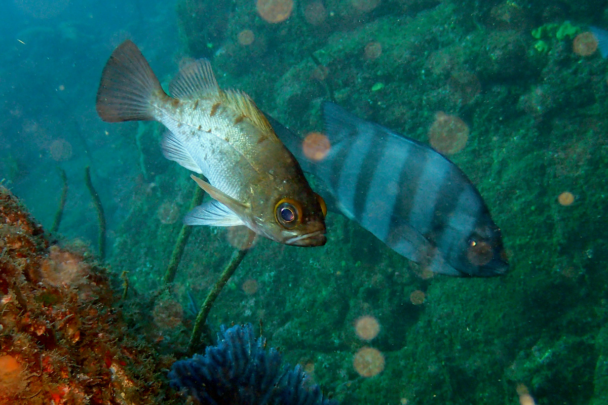 Darkbanded Rockfish メバル