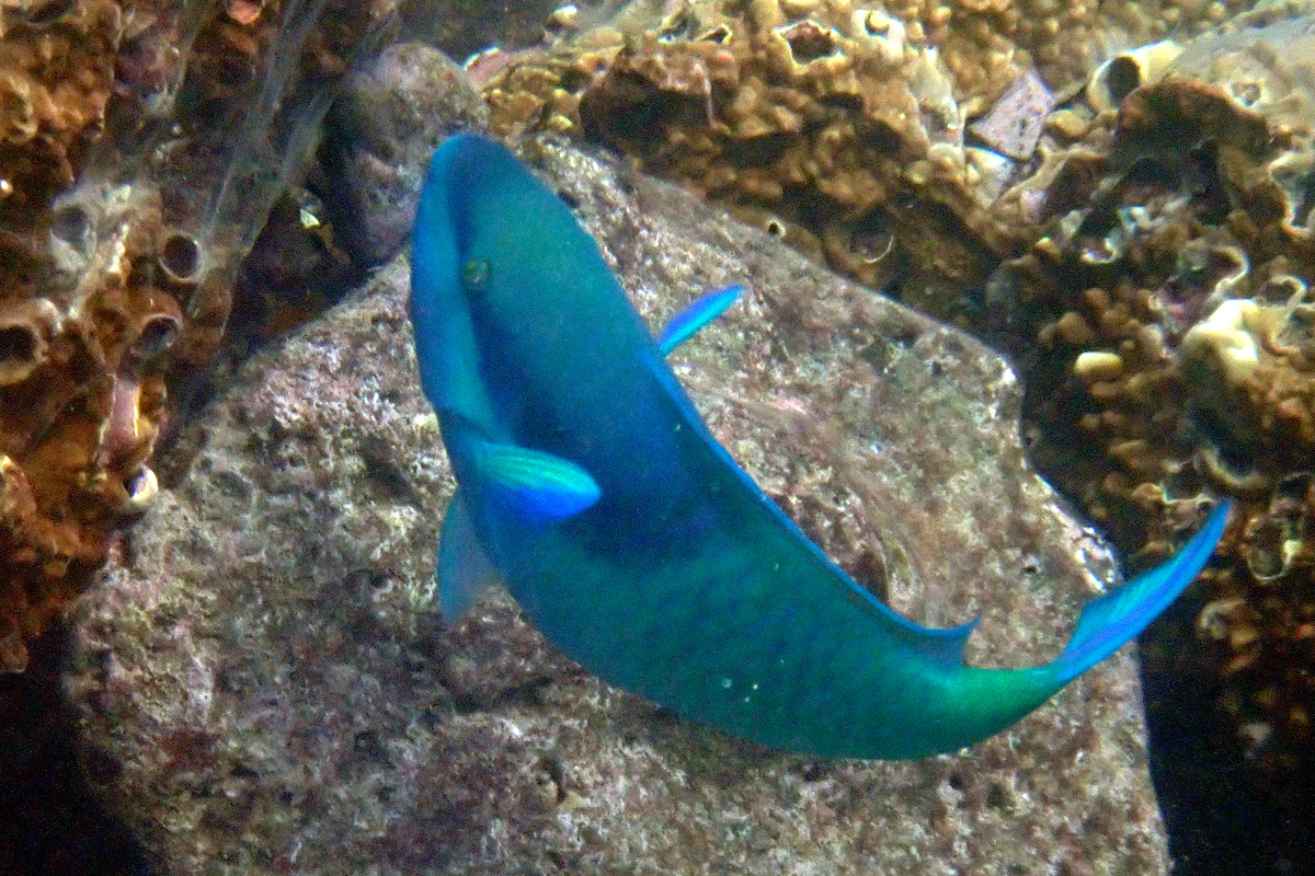 Egghead Parrotfish ヒメブダイ