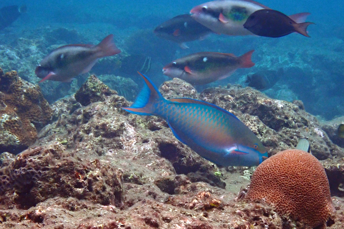 Forsten’s Parrotfish イチモンジブダイ