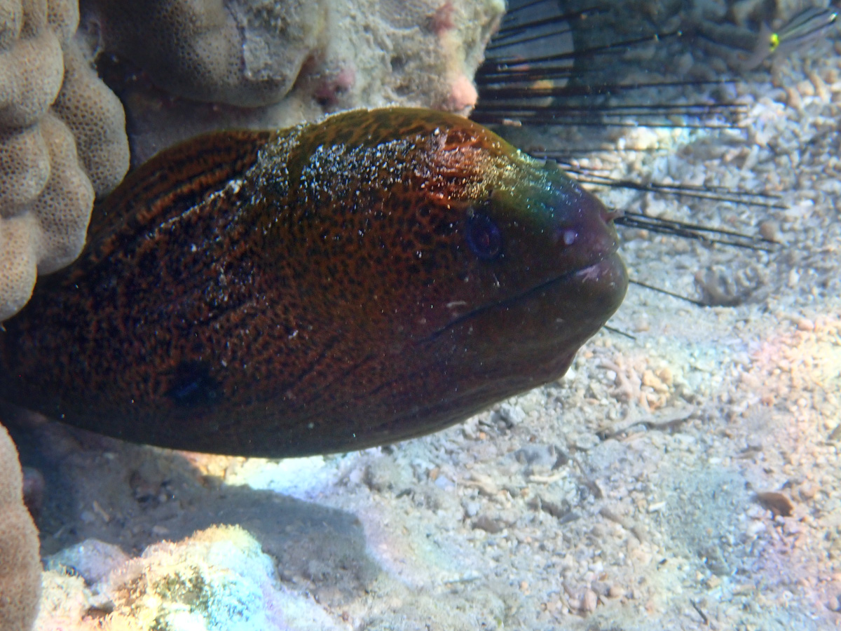 Giant Moray ドクウツボ