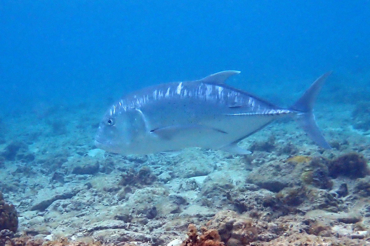 Giant Trevally ロウニンアジ