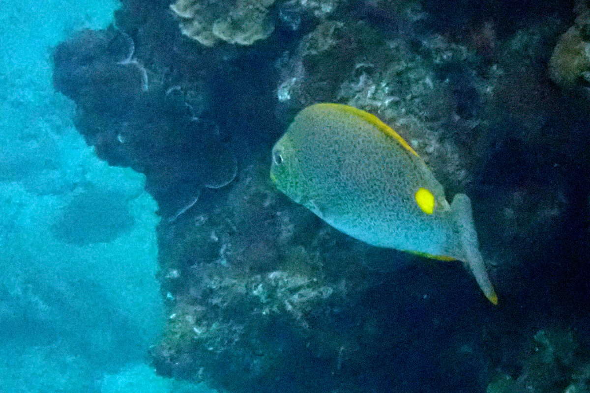 Golden Rabbitfish ゴマアイゴ